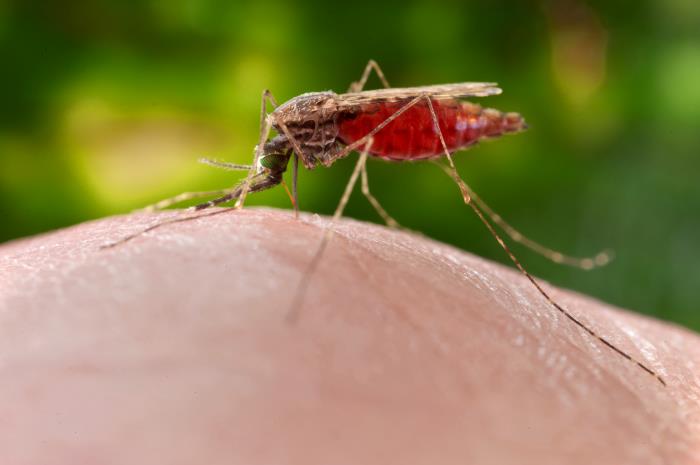 Anopheles Merus, CDC/James Gathany