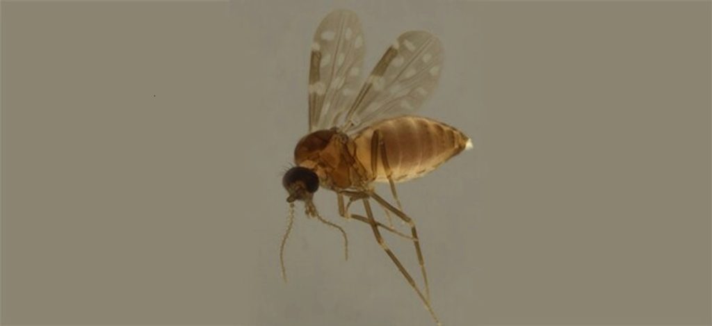 Culicoides paraensis, conocido popularmente como jején, es el principal vector de la fiebre de Oropouche. 1
