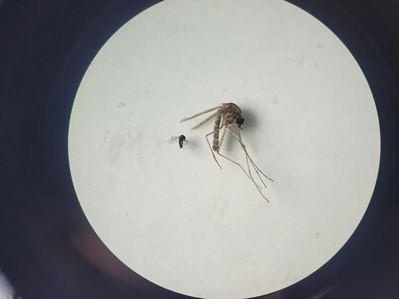 Culicoides paraensis (el menor en la foto) e Culex quinquefasciatus (el más grande en la foto).Foto: Bruna Lais Sena do Nascimento, Laboratório de Entomología Médica/SEARB/IEC